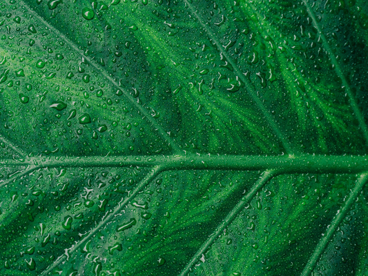 Makrofotografia zielonego liścia pokrytego kroplami wody – symbol naturalnej świeżości, spokoju i terapeutycznej mocy natury.
