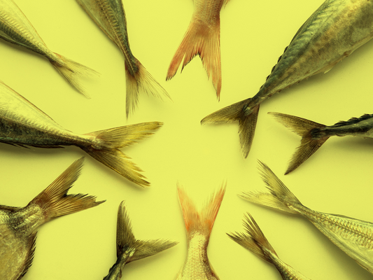 Ogonki różnych gatunków ryb ułożone promieniście na żółtym tle – symboliczne nawiązanie do źródeł kwasów Omega-3