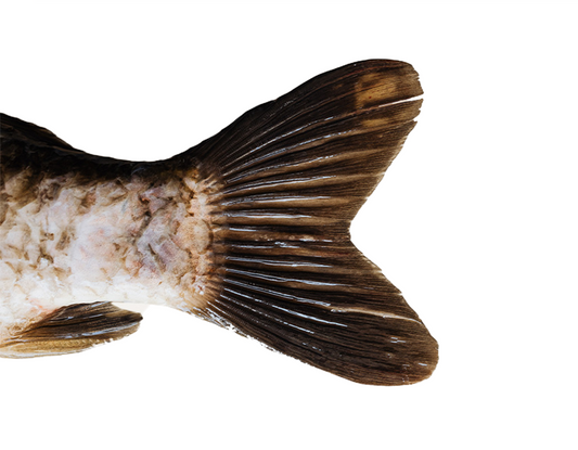 Karp pływający w stawie