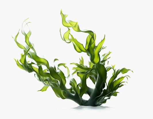 Źródła kwasów tłuszczowych Omega-3 - algi i ryby, które je zjadają