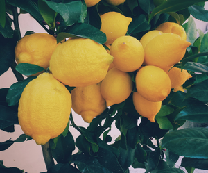 Dojrzałe żółte cytryny rosnące na drzewie wśród zielonych liści, wykorzystywane jako składnik olejków eterycznych w produktach nikalab.