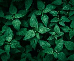 Zbliżenie na zielone liście mięty pieprzowej rosnące gęsto obok siebie, wykorzystywane jako składnik olejków eterycznych w produktach nikalab.