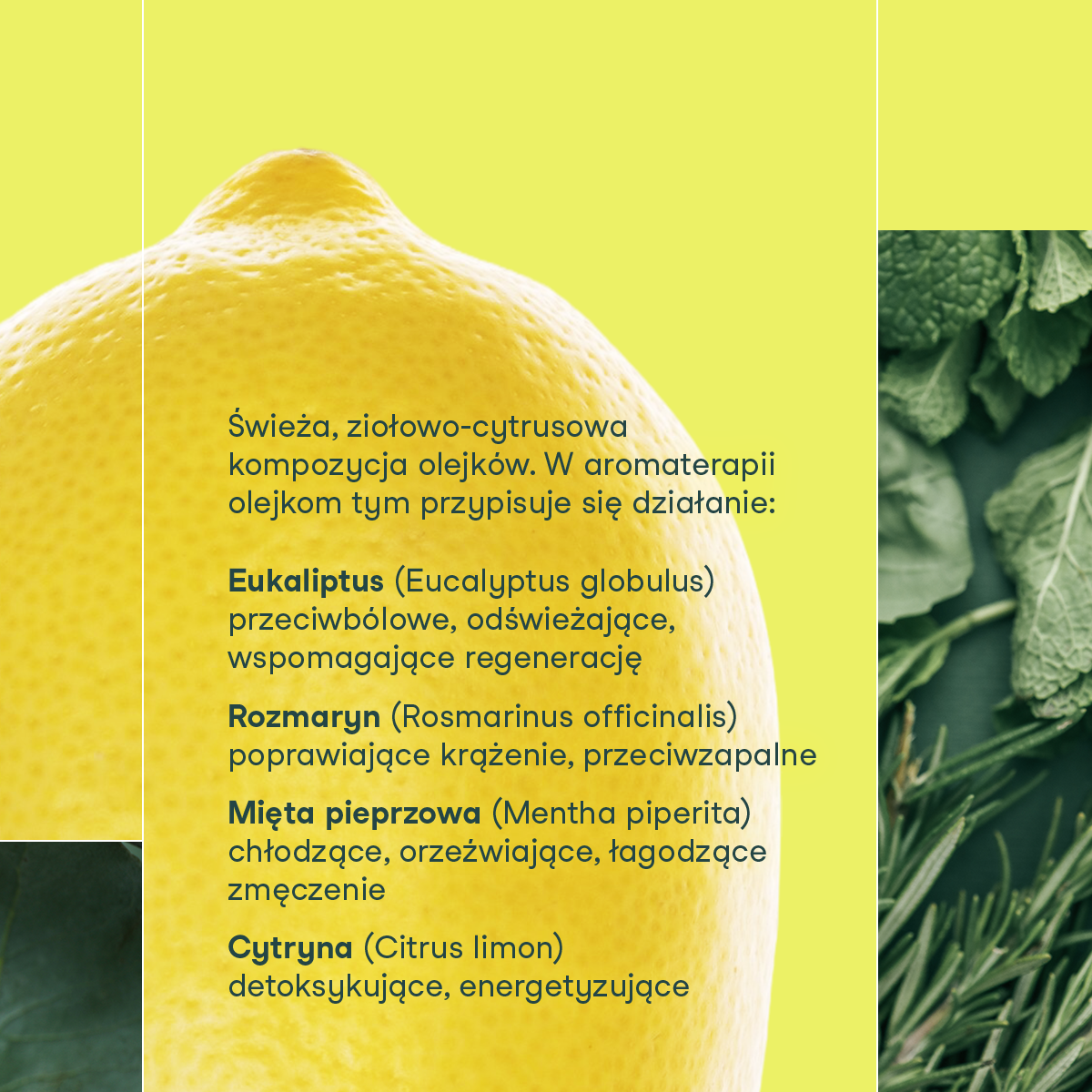 Grafika informacyjna przedstawiająca skład olejków eterycznych w płatkach magnezowych do kąpieli SPORT od nikalab, z widoczną cytryną, liśćmi mięty, rozmarynem i eukaliptusem oraz opisem ich właściwości.