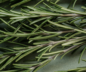 Zbliżenie na zielone gałązki rozmarynu z wąskimi liśćmi, wykorzystywane jako składnik olejków eterycznych w produktach nikalab.