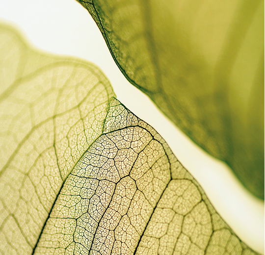 ARE VEGAN OR VEGETARIAN